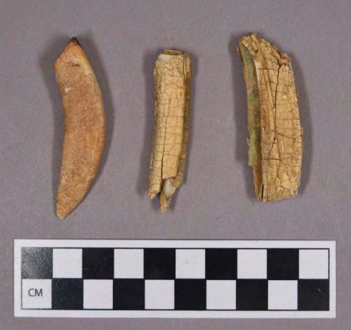 Organic, faunal remains, teeth and bone fragments