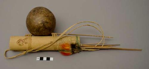 Quiver with curare-tipped darts, attached gourd containing silk cotton