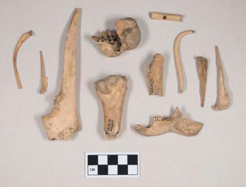 Animal bone fragments, including ulna fragment, humerus fragment, mandible fragment with two teeth that refit, baculum fragment; worked bone flute fragment, two perforated holes