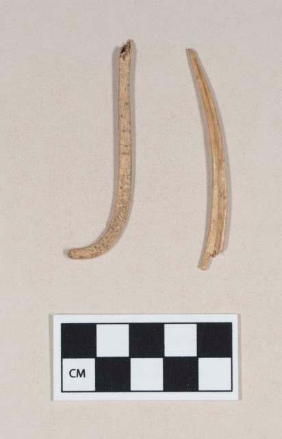 Animal bone fragments, including one baculum fragment