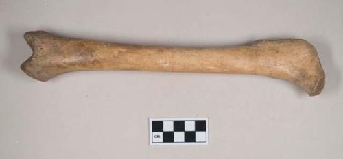 Bone, femur, missing epiphyses, polished shaft with regular incised lines