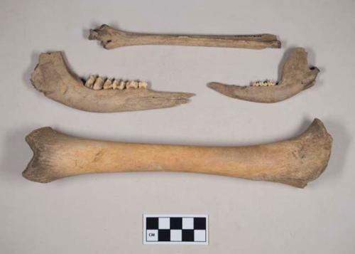 Animal bone fragments, including tibia missing epiphyses, two mandible fragments with some teeth intact, and tarsometatarsus of a bird