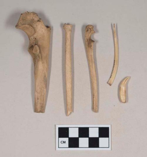 Animal bone fragments, worked; animal tooth, worked