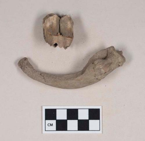 Animal tooth fragment; fish bone, mandible or maxilla