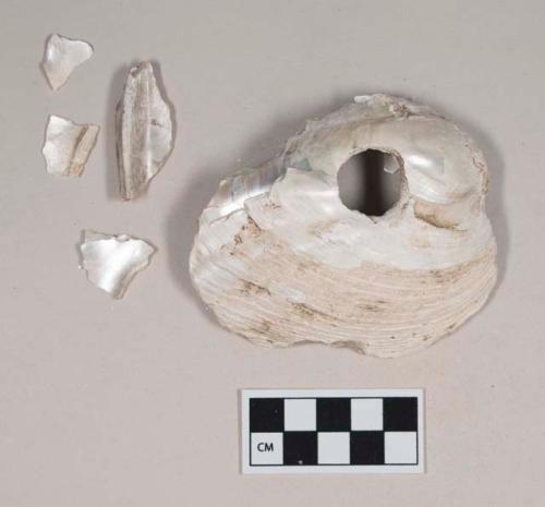 Worked shell, perforated, and shell fragments