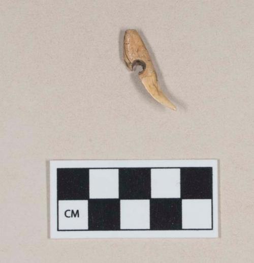 Animal tooth fragment, perforated