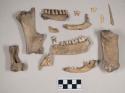 Animal bones, including phlange, mandible fragments, some with teeth intact, maxilla fragment with teeth intact, scapula fragment, calcaneus fragment, animal teeth, worked bone awl fragment