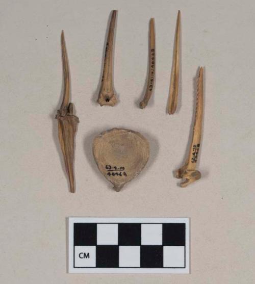 Animal bone, vertebra fragment; fish bones, including one jaw, three bones articulated