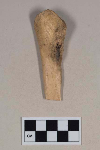 Worked animal bone, ulna fragment, polished, with cut marks