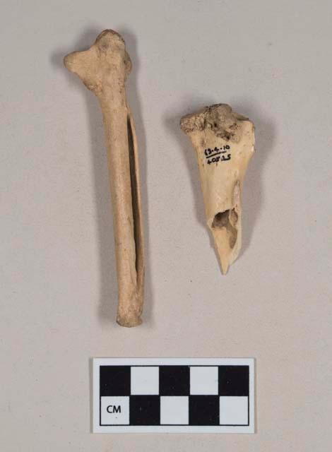 Bird bone, carpometacarpus; bird bone, worked long bone fragment