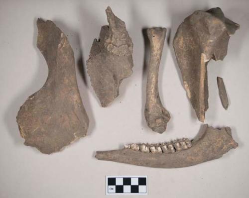 Animal bone fragments, including mandible with intact teeth, long bone, proximal tibia fragment, skull fragment with antler fragment