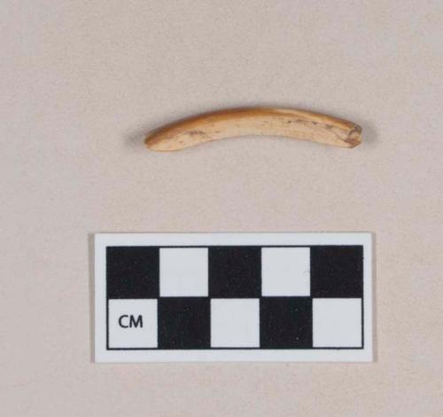 Rodent tooth fragment