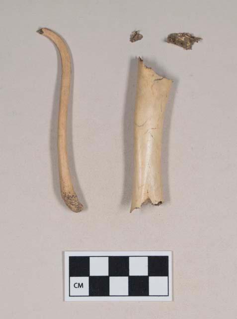 Animal bone fragments, including one baculum fragment