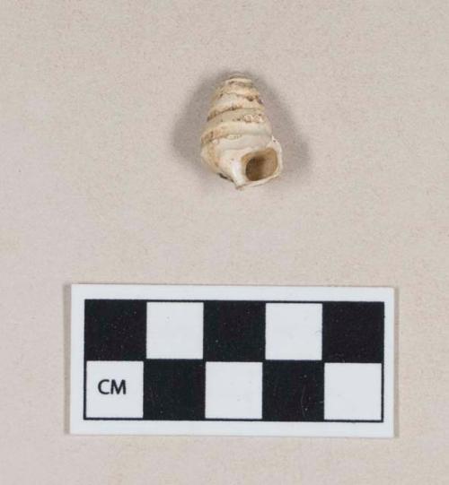 Gastropod shell