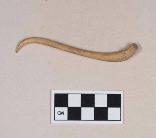 Worked animal bone, baculum, worked to a point at one end