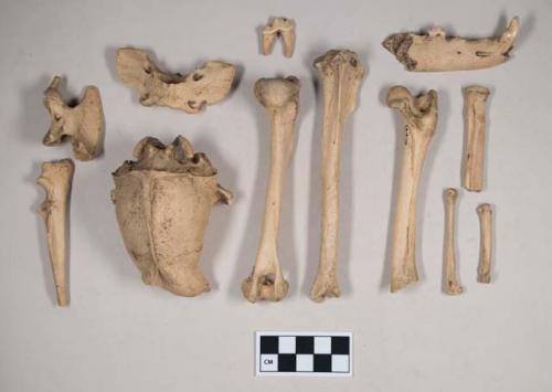 Animal bone fragments, including skull with sagittal crest, two mandible fragments with some teeth intact, two vertebrae, femurs, humeri, ulnas, tibias, radii, metapodials, and teeth; one bird bone fragment, possibly worked