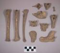 Animal bones and bone fragments, including long bones, vertebrae, skull and mandible fragments, podials, metapodials, and phlanges; epiphyses unfused; all bones appear to be from the same animal