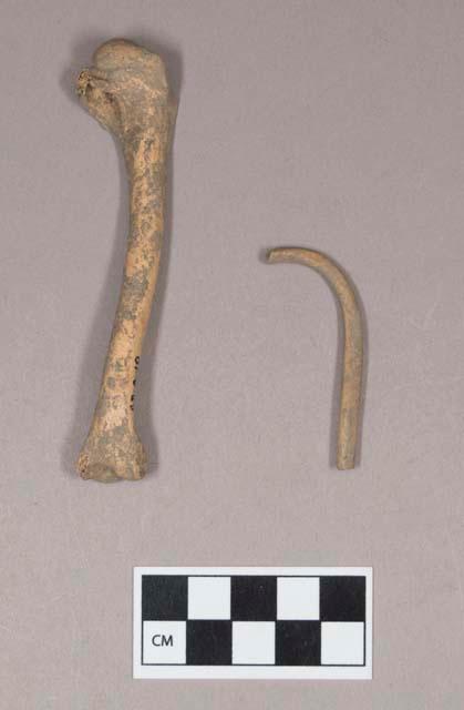 Animal bones, including humeus, possibly bird, and baculum fragment