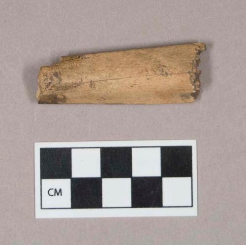 Worked bone fragment