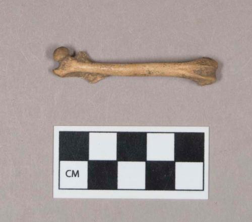 Animal bone, femur