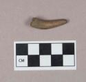 Worked antler tip fragment