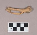 Bird bone, carpometacarpus