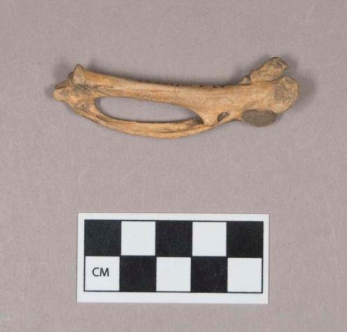 Bird bone, carpometacarpus