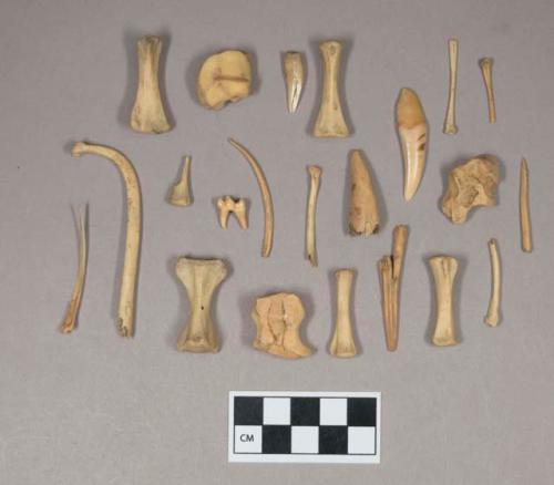 Animal bones, including vertebrae, baculum; fish bones, including ribs, jaw; animal teeth and teeth fragments; antler tip fragment