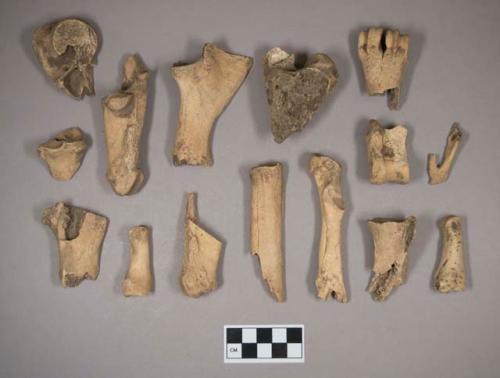 Animal bones and bone fragments, including calcaneus, astragalus, phlanges, metapodial, and scapulas, many with butchery marks