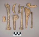 Animal bones and bone fragments, including ulna, phlange, rib, mandible with teeth intact; bird bones and bone fragments, long bones