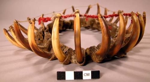 Shaman's bear claw crown