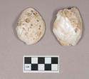 Worked shells, bivalves, possibly partially perforated