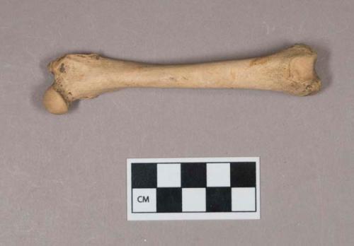 Animal bone, femur
