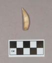 Animal tooth, possibly incised