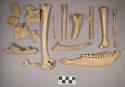Animal bones and bone fragments, including mandibles with teeth intact, one with partially erupted molar, long bones; bird bones and bone fragments; turtle bone fragments