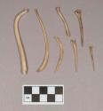 Animal bone fragments, including one baculum fragment; fish bones