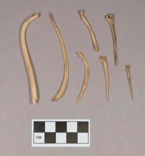 Animal bone fragments, including one baculum fragment; fish bones