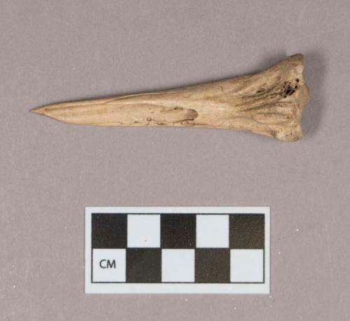 Worked animal bone awl