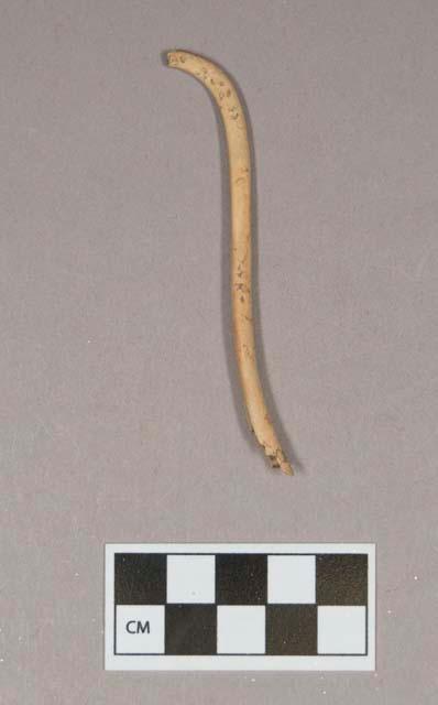 Animal bone, baculum fragment