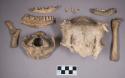Animal bone, including skull fragments, femur, pelvis, and mandible fragments with some teeth intact; animal teeth
