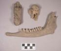 Animal bones, including mandible with teeth intact and calcaneus showing signs of pathology; bird bone, humerus fragment