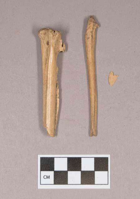 Animal bone fragments; worked animal bone fragment