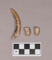 Animal teeth, including one rodent tooth