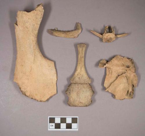 Animal bones, including mandible fragment with one tooth intact, one partially burned; turtle bone; fish bone, vertebra fragment