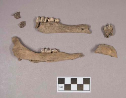 Animal bone, mandible fragments with some intact teeth; animal teeth