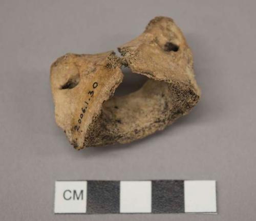 Atlas vertebrae of a sheep or goat