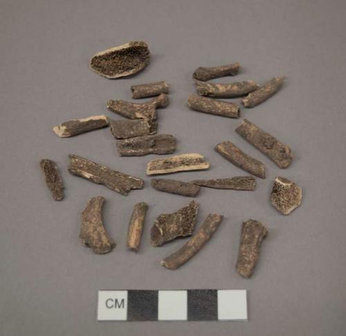 Faunal Remains, possibly Canis likely multiple animals