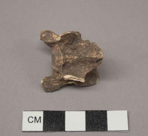 Faunal Remains, possibly Canis, cervical vertebrae