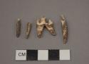 Faunal Remains, Canis teeth