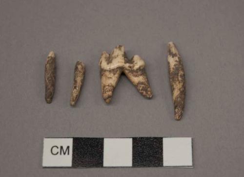 Faunal Remains, Canis teeth